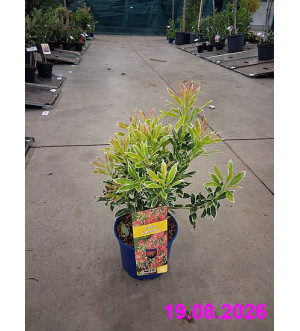 Pieris jap. 'Flaming Silver' C 2 L